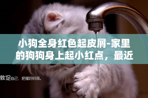 小狗全身紅色起皮屑-家里的狗狗身上起小紅點，最近還有大片皮屑是怎么回事呢？