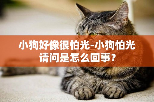 小狗好像很怕光-小狗怕光請問是怎么回事？