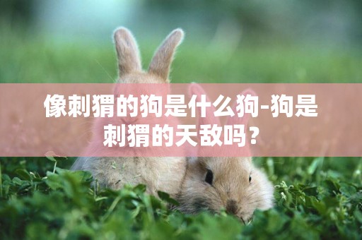 像刺猬的狗是什么狗-狗是刺猬的天敵嗎？
