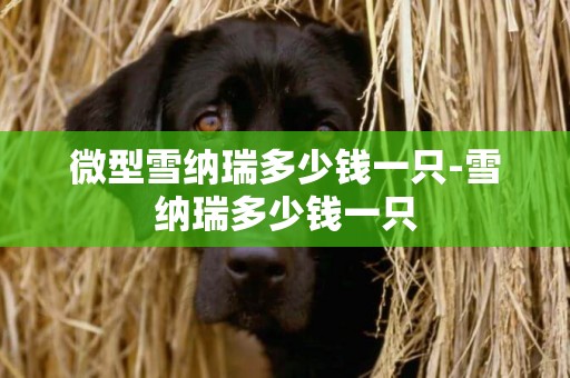 微型雪納瑞多少錢一只-雪納瑞多少錢一只