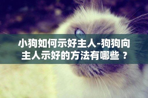 小狗如何示好主人-狗狗向主人示好的方法有哪些 ？