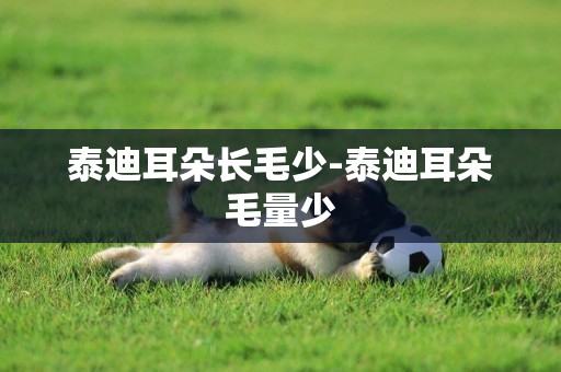 泰迪耳朵長毛少-泰迪耳朵毛量少
