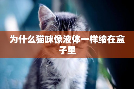 為什么貓咪像液體一樣縮在盒子里