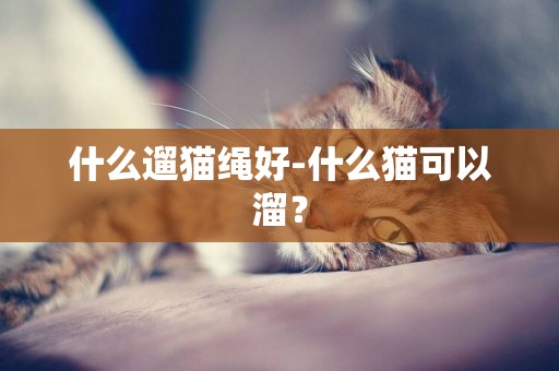 什么遛貓繩好-什么貓可以溜？
