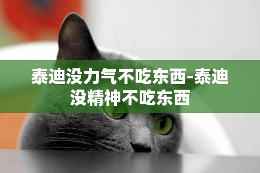 泰迪沒力氣不吃東西-泰迪沒精神不吃東西