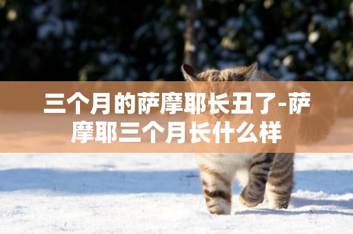 三個月的薩摩耶長丑了-薩摩耶三個月長什么樣
