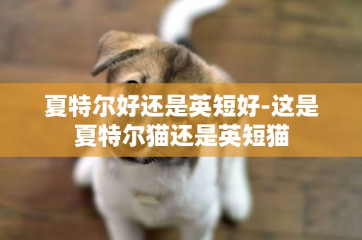 夏特爾好還是英短好-這是夏特爾貓還是英短貓