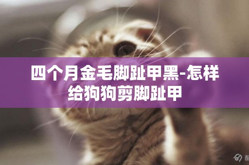 四個月金毛腳趾甲黑-怎樣給狗狗剪腳趾甲