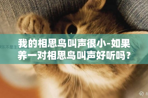 我的相思鳥叫聲很小-如果養一對相思鳥叫聲好聽嗎？