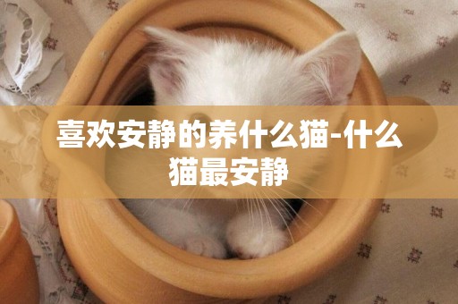 喜歡安靜的養什么貓-什么貓最安靜