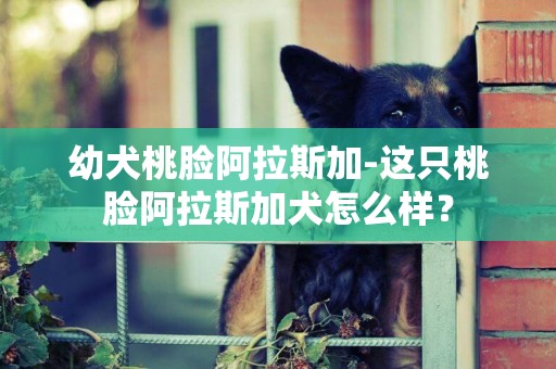 幼犬桃臉阿拉斯加-這只桃臉阿拉斯加犬怎么樣？