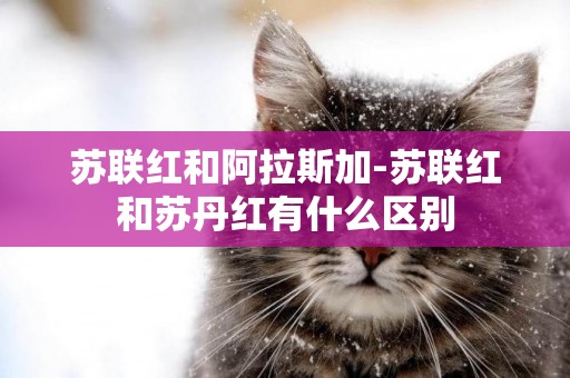 蘇聯紅和阿拉斯加-蘇聯紅和蘇丹紅有什么區別
