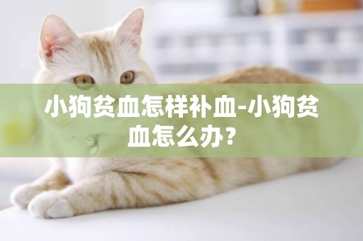 小狗貧血怎樣補血-小狗貧血怎么辦？