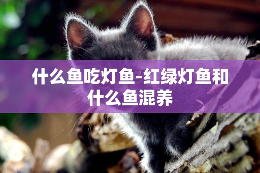什么魚吃燈魚-紅綠燈魚和什么魚混養