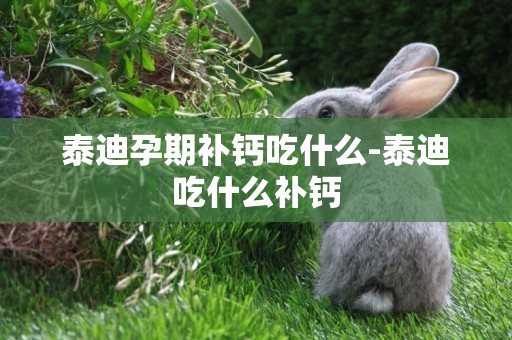 泰迪孕期補鈣吃什么-泰迪吃什么補鈣