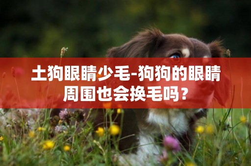 土狗眼睛少毛-狗狗的眼睛周圍也會換毛嗎？