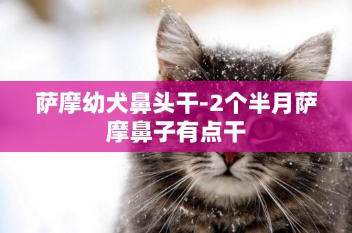 薩摩幼犬鼻頭干-2個半月薩摩鼻子有點干