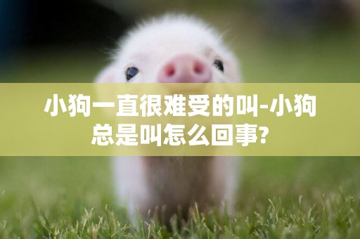 小狗一直很難受的叫-小狗總是叫怎么回事?
