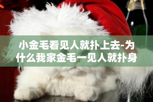 小金毛看見人就撲上去-為什么我家金毛一見人就撲身上撒尿呢？