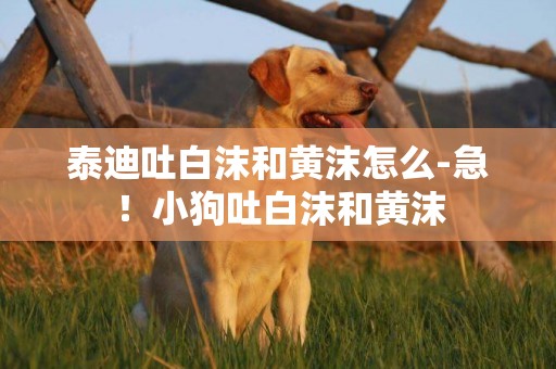 泰迪吐白沫和黃沫怎么-急！小狗吐白沫和黃沫