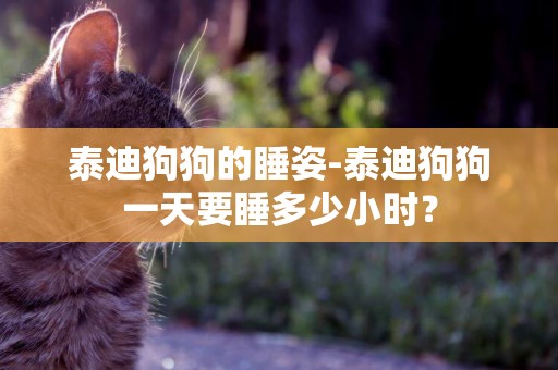 泰迪狗狗的睡姿-泰迪狗狗一天要睡多少小時？