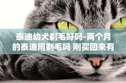 泰迪幼犬剃毛好嗎-兩個月的泰迪用剃毛嗎 剛買回來有什么注意事項
