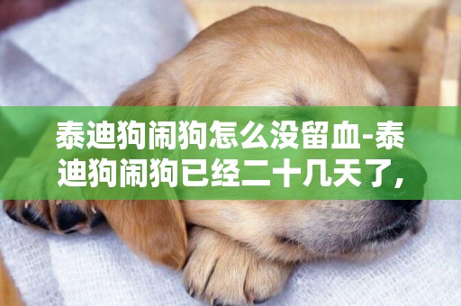 泰迪狗鬧狗怎么沒留血-泰迪狗鬧狗已經二十幾天了,還在流血,這是怎么回事?