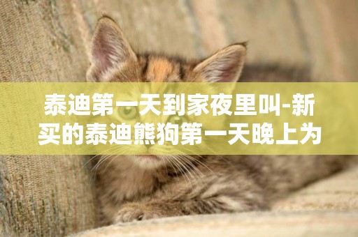 泰迪第一天到家夜里叫-新買的泰迪熊狗第一天晚上為什么 總叫