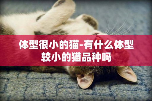 體型很小的貓-有什么體型較小的貓品種嗎