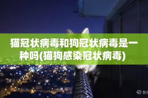貓冠狀病毒和狗冠狀病毒是一種嗎(貓狗感染冠狀病毒) 