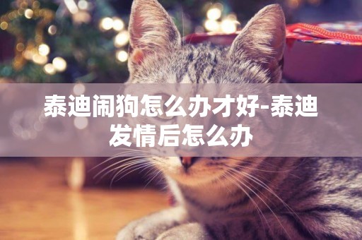 泰迪鬧狗怎么辦才好-泰迪發情后怎么辦