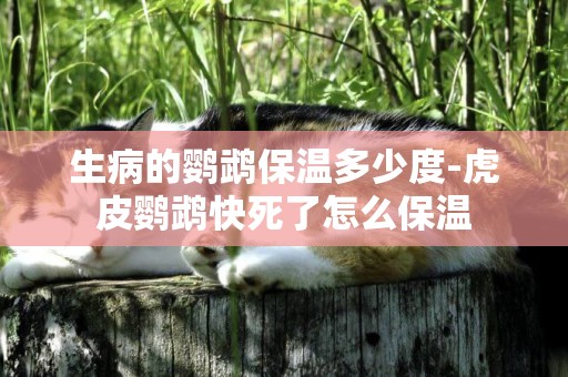 生病的鸚鵡保溫多少度-虎皮鸚鵡快死了怎么保溫
