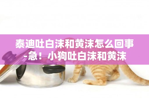 泰迪吐白沫和黃沫怎么回事-急！小狗吐白沫和黃沫