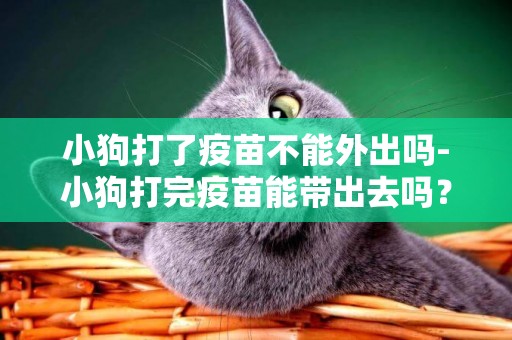 小狗打了疫苗不能外出嗎-小狗打完疫苗能帶出去嗎？