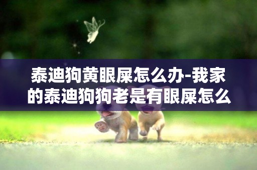 泰迪狗黃眼屎怎么辦-我家的泰迪狗狗老是有眼屎怎么辦
