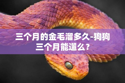 三個月的金毛溜多久-狗狗三個月能遛么？