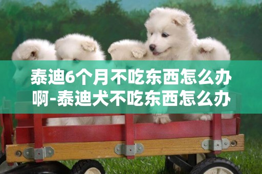 泰迪6個月不吃東西怎么辦啊-泰迪犬不吃東西怎么辦