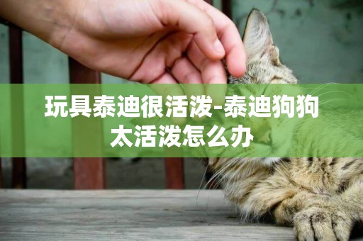 玩具泰迪很活潑-泰迪狗狗太活潑怎么辦