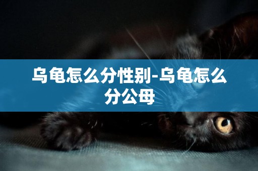 烏龜怎么分性別-烏龜怎么分公母