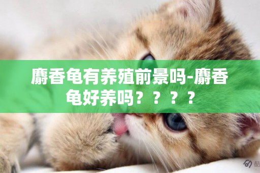 麝香龜有養殖前景嗎-麝香龜好養嗎？？？？