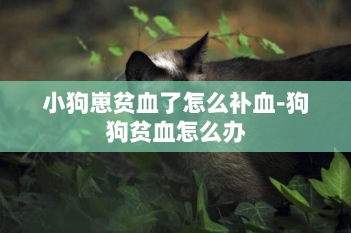 小狗崽貧血了怎么補血-狗狗貧血怎么辦