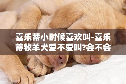 喜樂蒂小時候喜歡叫-喜樂蒂牧羊犬愛不愛叫?會不會咬人??