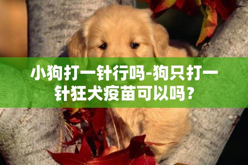 小狗打一針行嗎-狗只打一針狂犬疫苗可以嗎？