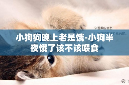 小狗狗晚上老是餓-小狗半夜餓了該不該喂食