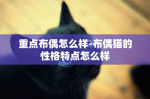 重點布偶怎么樣-布偶貓的性格特點怎么樣