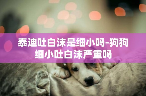 泰迪吐白沫是細小嗎-狗狗細小吐白沫嚴重嗎