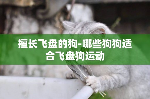 擅長飛盤的狗-哪些狗狗適合飛盤狗運動