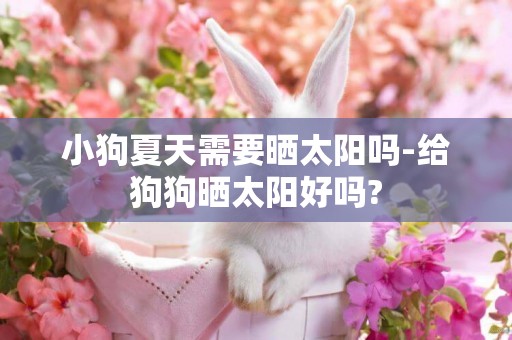 小狗夏天需要曬太陽嗎-給狗狗曬太陽好嗎?