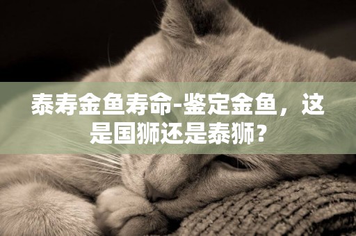 泰壽金魚壽命-鑒定金魚，這是國獅還是泰獅？