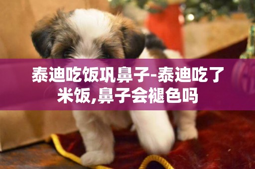 泰迪吃飯鞏鼻子-泰迪吃了米飯,鼻子會褪色嗎